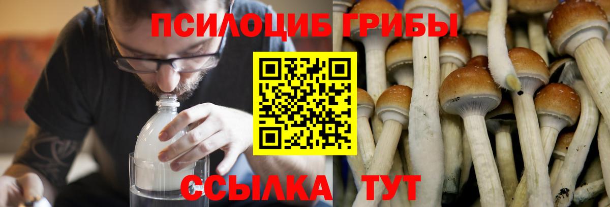 Чистополь  Псилоцибиновые грибы Cubensis  Вход с VPN 